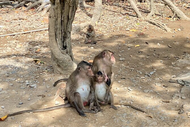 UNESCO Listed Can Gio Mangrove and Monkey Island trek - Why Can Gio Feels Like a Different World From District 1