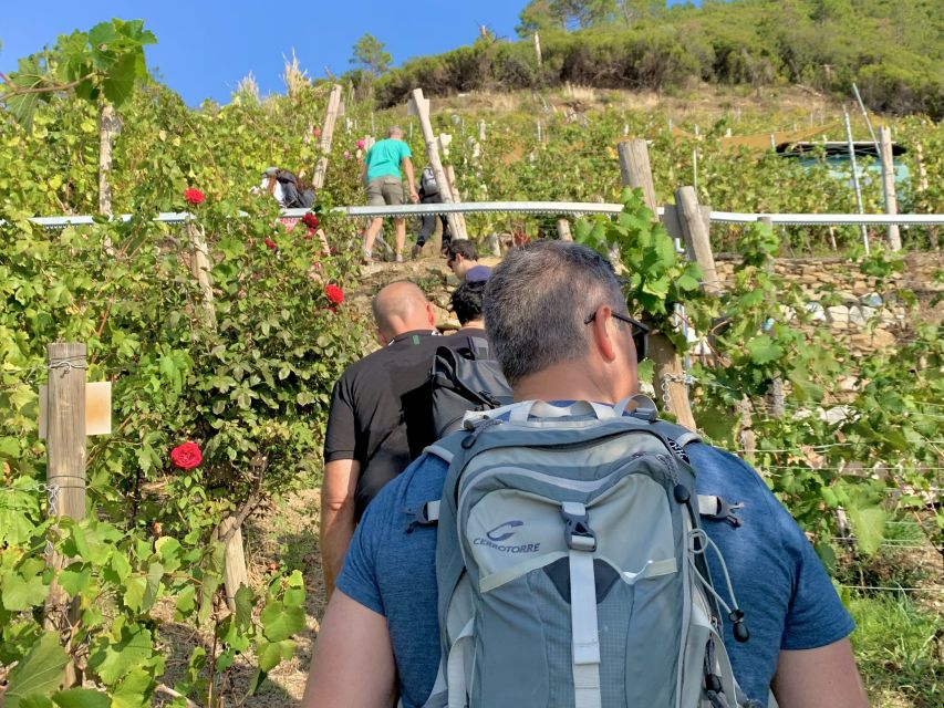 Vernazza: Panoramic Vineyard Trekking Tour w/ Wine Tasting - Quick hits before you go