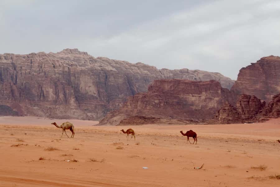 Wadi Rum: 2nights|3Day all-inclusive BedouinDesertExperience - Day 1: Desert Rest House, Jeep Highlights, Camel Ride, and Tea at Every Stop