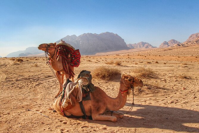 Wadi Rum: Camel Trek Adventure - Duration, Timing, and What Your Remaining Day Looks Like