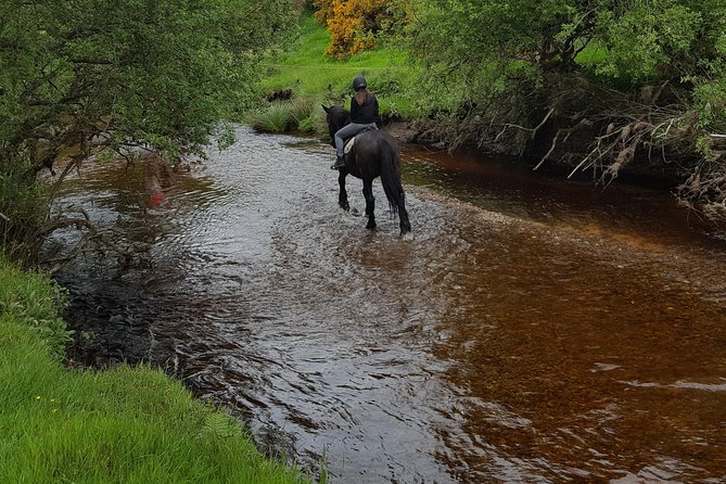 Wicklow Mountains Horse Trekking - Wicklow Mountains Horse Trekking in About 80 Minutes