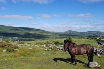 Wicklow Mountains Horse Trekking - Your Meeting Point at Hollywood Horse And Pony Trekking
