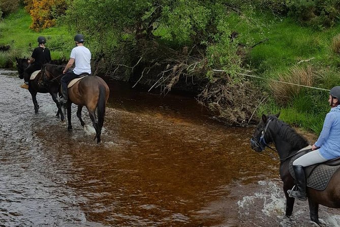 Wicklow Mountains Horse Trekking - Riding the Kings River Valley and Wicklow Mountains