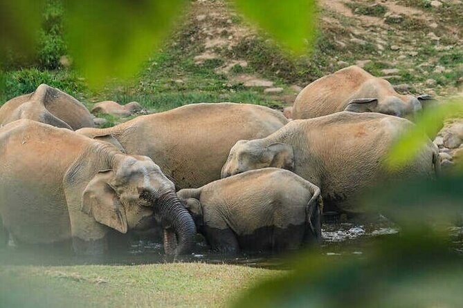 Wild Elephant Anakulam & Waterfalls Tour(munnar valley Trekking) - Key Highlights You’ll Care About