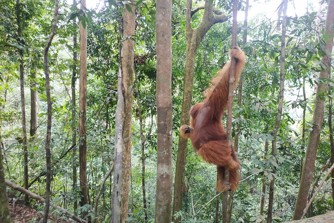 Wonderful 7 Days North Sumatra Tour (Include: 2 Days 1 Night Jungle Trekking) - Day 1 Medan pickup to Bukit Lawang: starting with the right kind of travel day