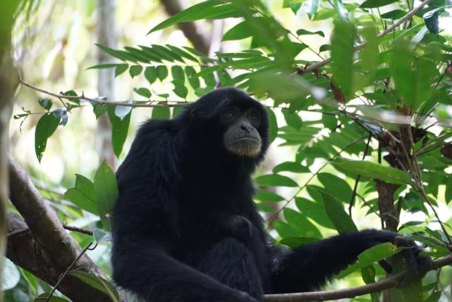 Wonderfull Orangutan Sumatera Jungle Trekking and tour - Food and pace make the hard parts easier