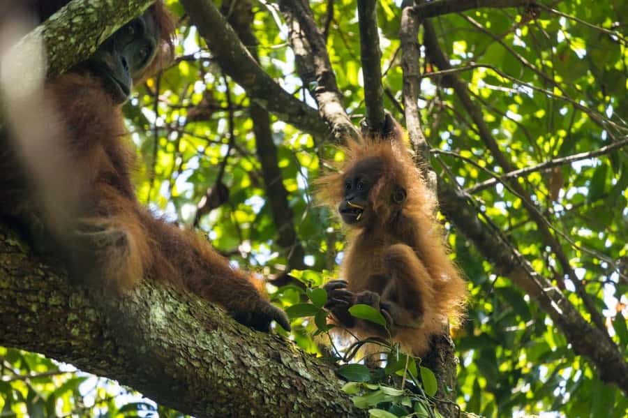 Wonderfull Orangutan Sumatera Jungle Trekking and tour - Where this Orangutan Trek Fits: Riau, Gunung Leuser, Bukit Lawang