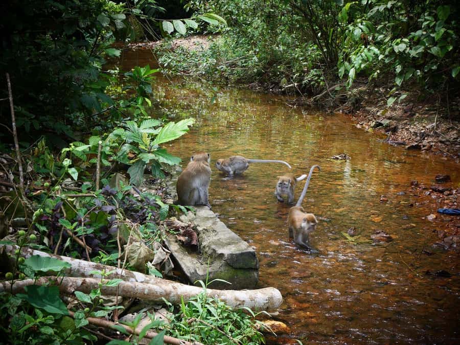 Wonderfull Orangutan Sumatera Jungle Trekking and tour - Day 2: The deeper forest hike for birds like great argus and rhinoceros hornbill
