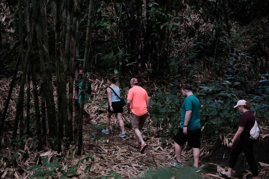 Yogyakarta : Mount Merapi Soft Trek and Botanic Village Tour - The Soft Trek Through Forest and Ravines: Where the Views Land