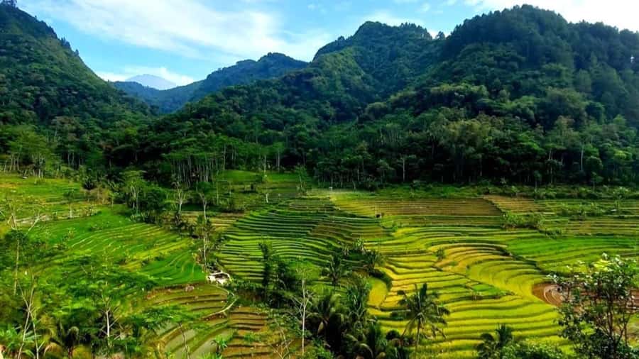 Yogyakarta: Selogriyo Temple and Rice Terrace Soft Trekking - Key highlights you’ll actually feel