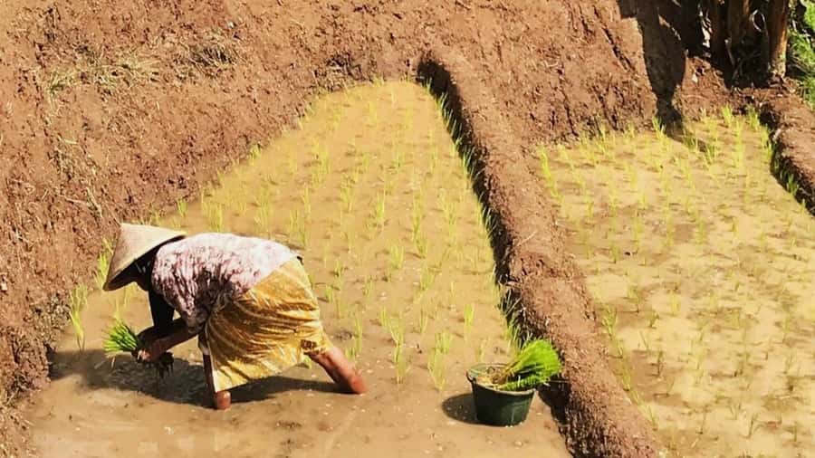 Yogyakarta: Selogriyo Temple and Rice Terrace Soft Trekking - Where Selogriyo is, and why the location matters
