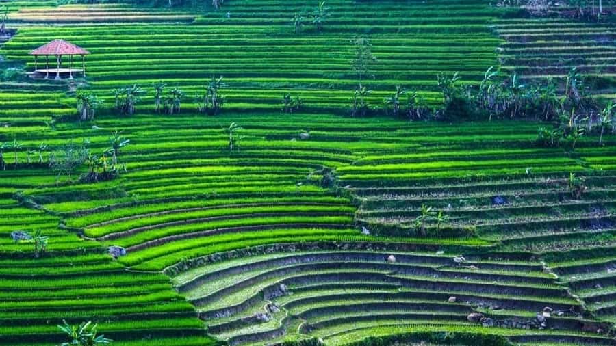 Yogyakarta: Selogriyo Temple and Rice Terrace Soft Trekking - Soft trekking on rice terraces: what to expect on your feet
