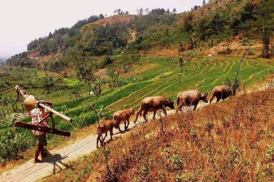 Yogyakarta: Selogriyo Temple and Rice Terrace Soft Trekking - Price and value: is $40 fair for what you get?