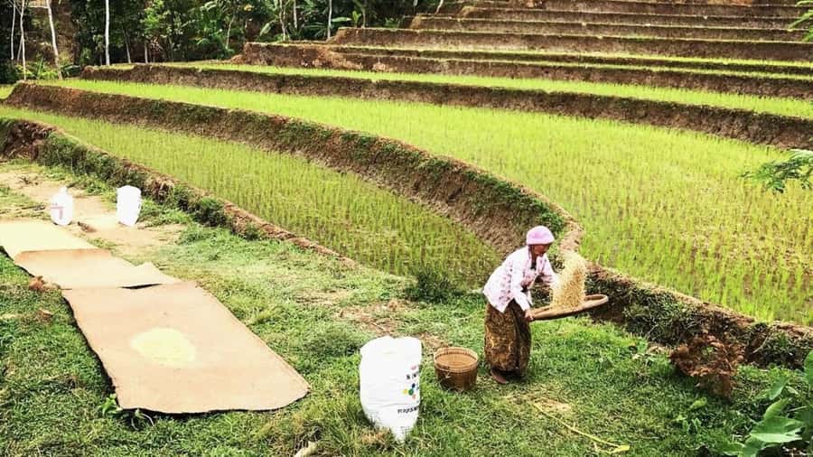 Yogyakarta: Selogriyo Temple and Rice Terrace Soft Trekking - Who should book this (and who might want to skip it)