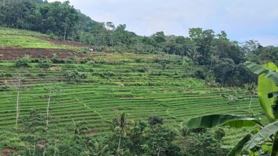 Yogyakarta :selogriyo temple, rice field trek& nepalvan java - A ride through the rice fields: why the journey matters as much as the temple
