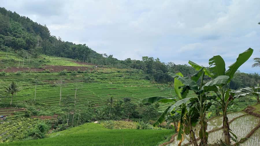 Yogyakarta :selogriyo temple, rice field trek& nepalvan java - The pace and timing: a 10-hour countryside day that stays coherent