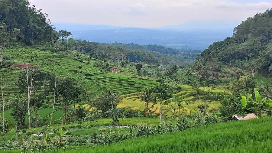 Yogyakarta :selogriyo temple, rice field trek& nepalvan java - Who should book this tour in Yogyakarta (and who might not enjoy it)