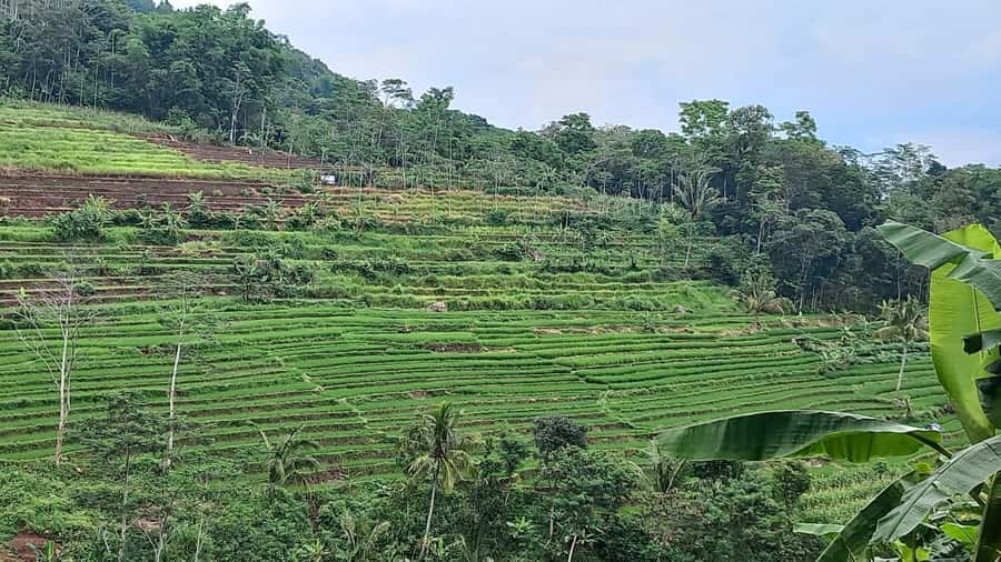 Yogyakarta :selogriyo temple, rice field trek& nepalvan java - A ride through the rice fields: why the journey matters as much as the temple