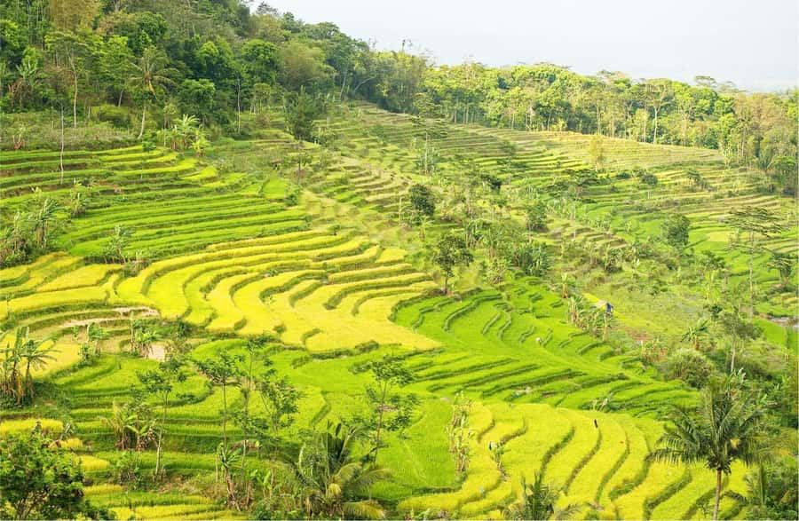 Yogyakarta: Selogriyo Temple Tour & Java Rice Terrace Trek - Key things that make this day trip worth your time
