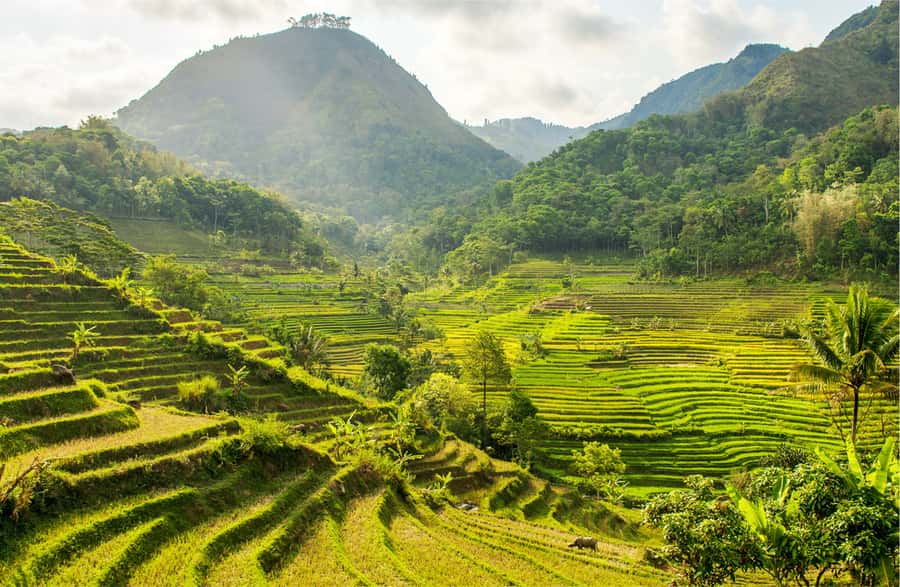 Yogyakarta: Selogriyo Temple Tour & Java Rice Terrace Trek - How the remote Selogriyo Temple sets the tone for your day