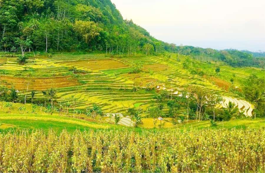 Yogyakarta: Selogriyo Temple Tour & Java Rice Terrace Trek - Pickup and the drive: where good guides quietly add real value