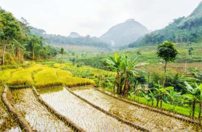 Yogyakarta: Selogriyo Temple Tour & Java Rice Terrace Trek - The 6-hour “sweet spot” (and what it means for your schedule)