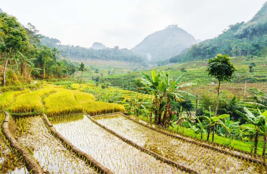Yogyakarta: Selogriyo Temple Tour & Java Rice Terrace Trek - The 6-hour “sweet spot” (and what it means for your schedule)